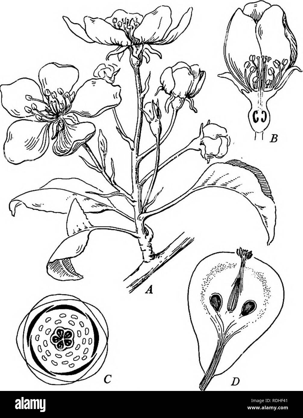 Plant life and plant uses; an elementary textbook, a foundation 