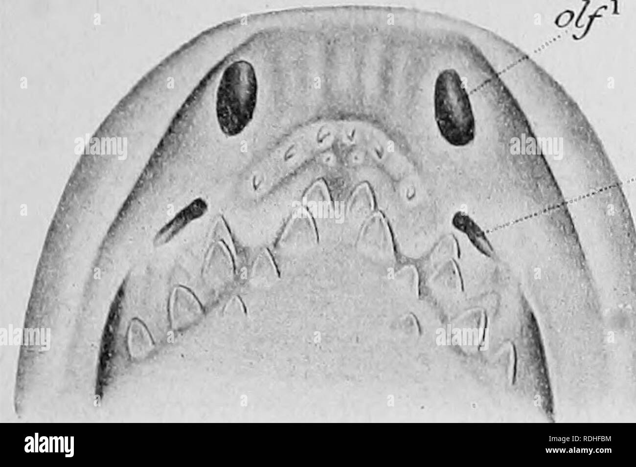 Text-book of embryology. Embryology. TOOTH-PLATES 331 The originally  separate denticles develop as already explained (p. 324) m typical placoid  fashion, giving rise to little hollow cones of dentine. Trabeculae of bony