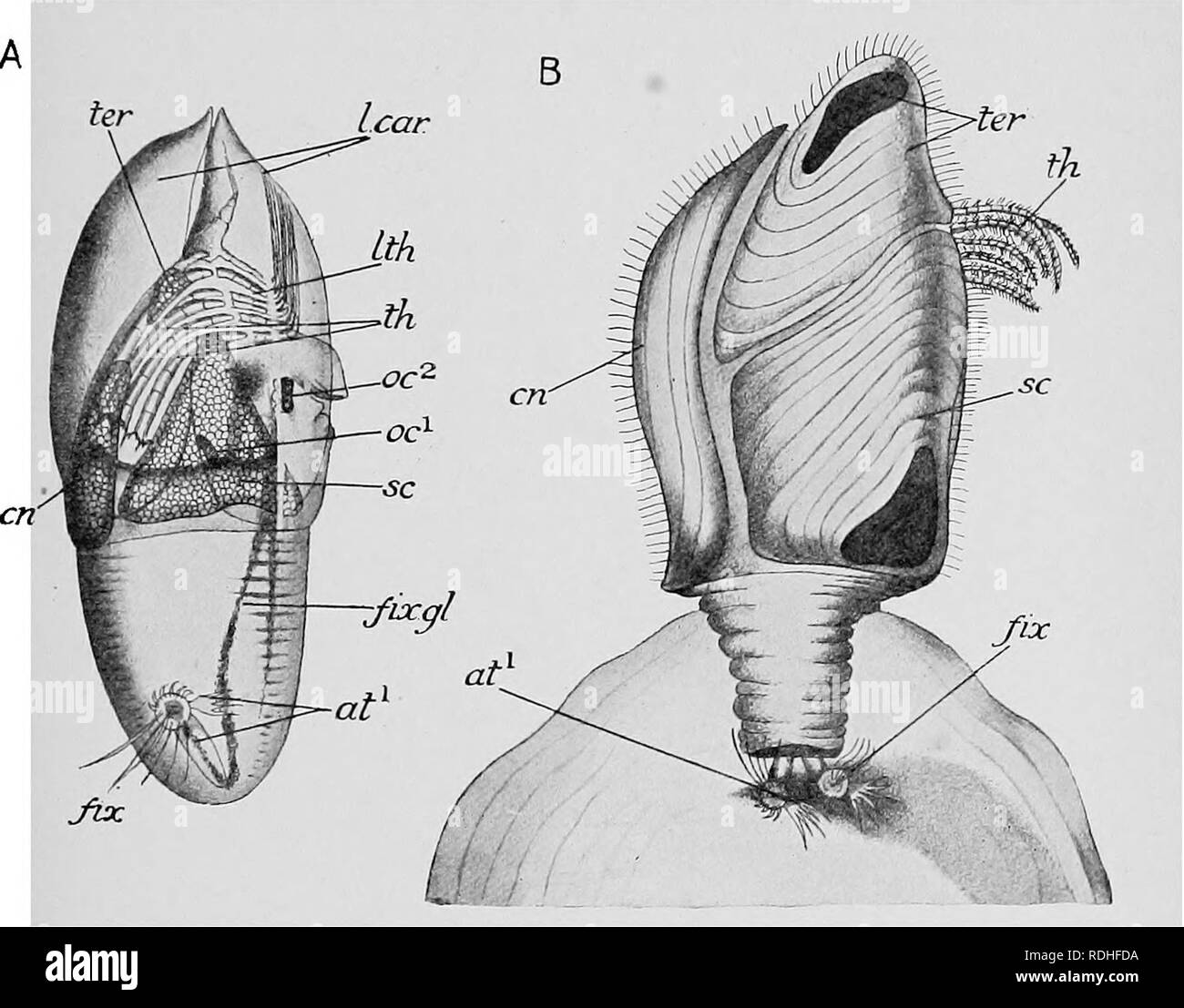 . Text-book of embryology. Embryology. VIII AETHEOPODA 201 forked nature and swimming function of the second antenna, so that in their case the &quot; critical&quot; character of the moult is reduced to the loss of the distal joints of the mandible. The Cirripedia also begin their free life as Nauplius larvae, which in all essentials, and even in such minute points as the many-jointed exopodite and feebly-jointed endopodite, agree with the larvae of Cyclops. They differ in the development of the dorsal integument into a great triangular shield, with two antero-dorsal horns, the dorso-lateral s Stock Photo