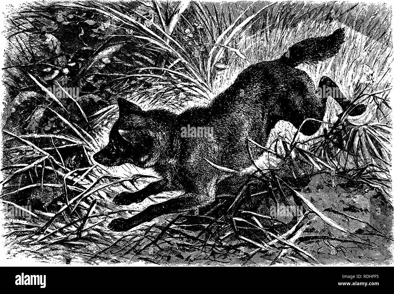 The animals of the world. Brehm's life of animals;. Mammals. THE DOG  FAMILY—WOLF. 191 in the Atlas country. He also extends all over  northeastern and central Asia, throughout Afghan- istan and