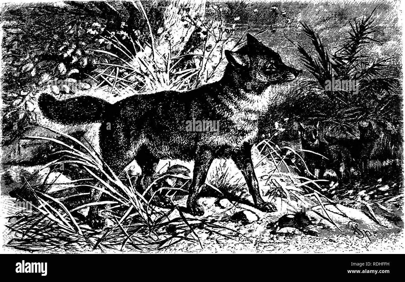 The animals of the world. Brehm's life of animals;. Mammals. 190 THE BEASTS  OF PREY. In order to judge correctly of the domestic Dog and his numberless  varieties, it is absolutely