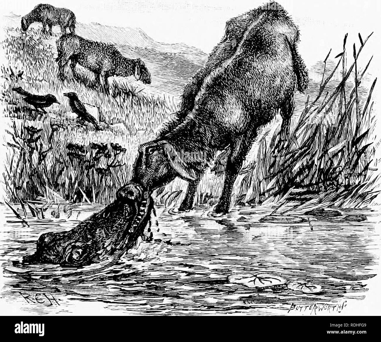 Mummified crocodile egypt Black and White Stock Photos & Images Alamy