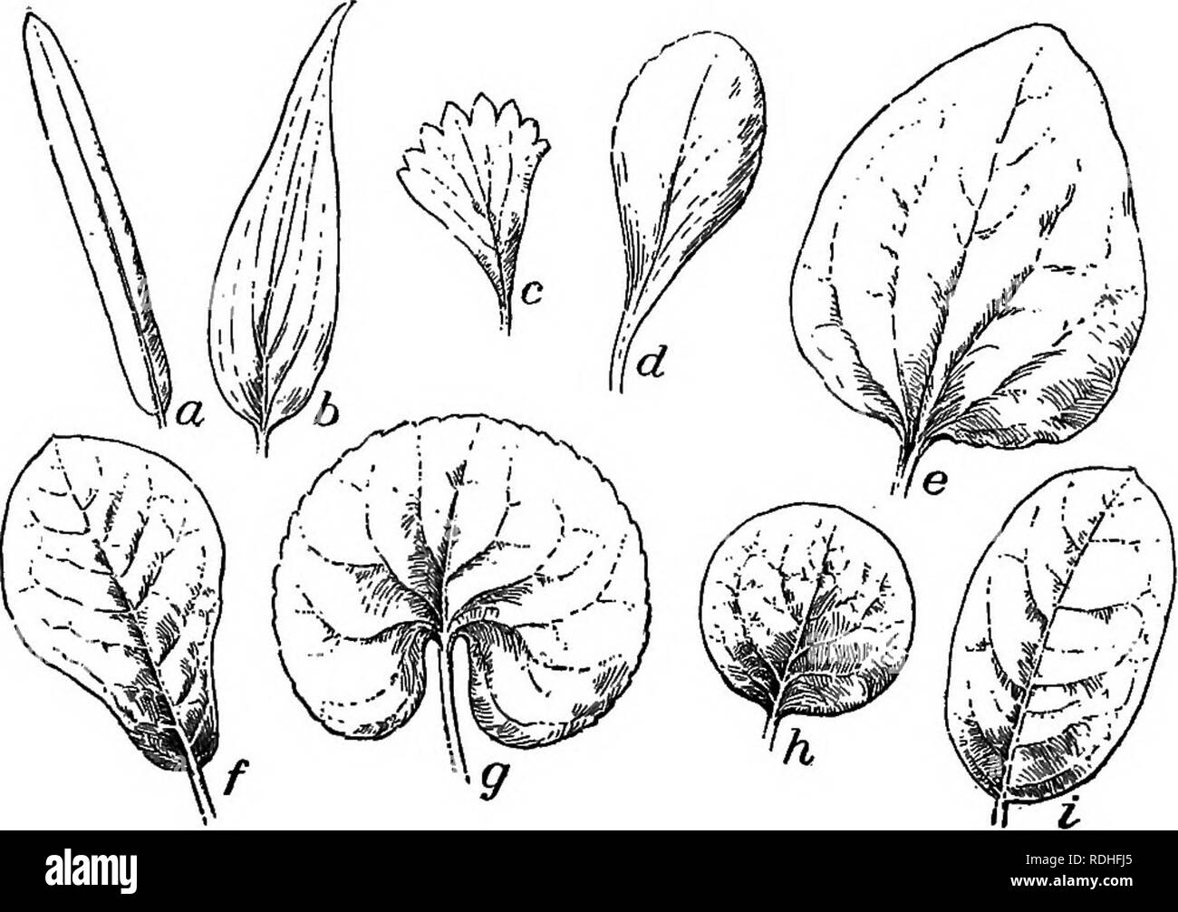 . Essentials of botany. Botany; Botany. APPENDIX I [Additional illustrations, chiefly for use with the Flora in determination of species.] I. LEAF FORMS. Fig. 1. Greneral Outline of Leaves. a, linear; b, lanceolate; c, wedge-shaped; d, spatulate; e, ovate; /, obovate; g, kidney-shaped; h, orbicular; i, elliptical. 355. Please note that these images are extracted from scanned page images that may have been digitally enhanced for readability - coloration and appearance of these illustrations may not perfectly resemble the original work.. Bergen, Joseph Y. (Joseph Young), 1851-1917. Boston, Ginn Stock Photo