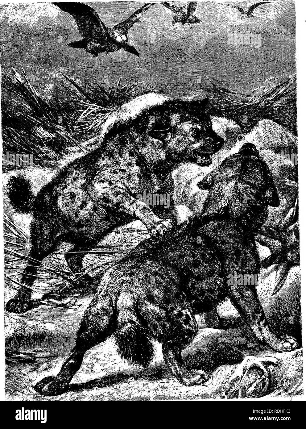 The animals of the world. Brehm's life of animals;. Mammals. â ^ "â =â' '^^'" ^^ . .,â -rently exaggerated by tradition, have much that is repulsive, both in *pear- SPOTTED The animals of the world. Brehm's life of animals;. Mammals. â ^ "â =â' '^^'" ^^ . .,â -rently exaggerated by tradition, have much that is repulsive, both in *pear- SPOTTED
