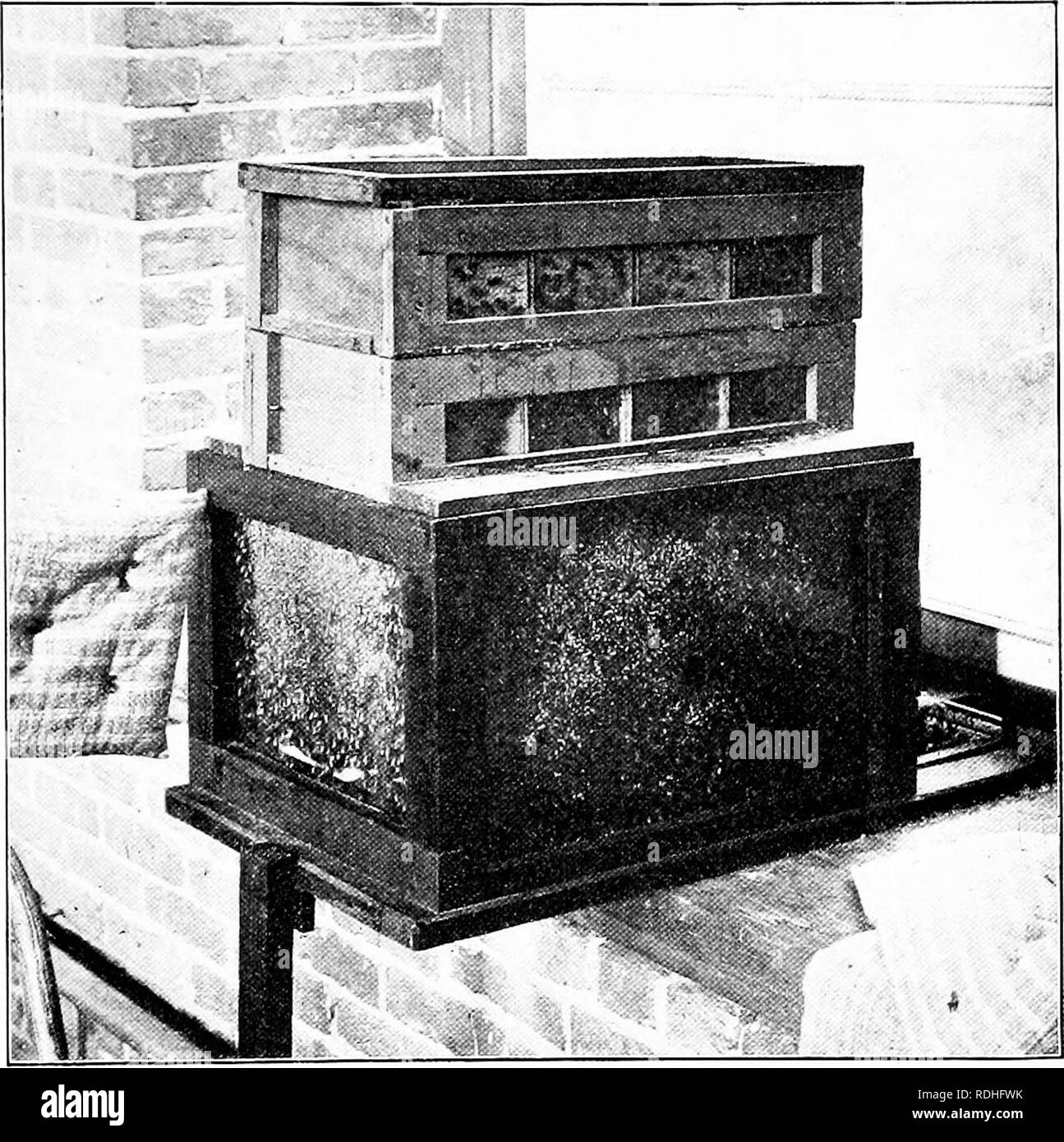 . Nature study and life. Nature study. ISENEFICIAL INSECTS 235 It remains to mount the hive in some upstairs window, preferably in tlie attic, or in some room tiiat is not used.. Fig. 99. Observation Hive in Position The large box is known as the &quot; brood chamber,&quot; or &quot; hive body,&quot; In it the queen lives and lays eggs, and the bees nurse the young, or &quot; brood.&quot; The two cases above are the &quot; supers,&quot; in which the bees store their surplus honey. Toward the window is seen the wire screen passageway, through which the workers go and come Fasten a narrow board  Stock Photo