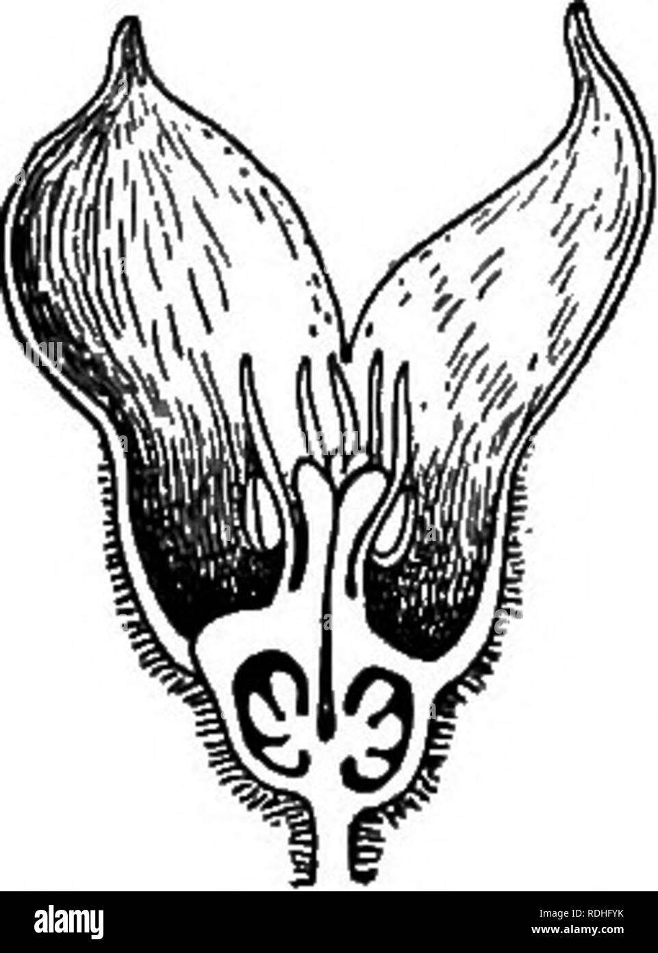 . Foundations of botany. Botany; Botany. 198 FOUNDATIONS OF BOTANY