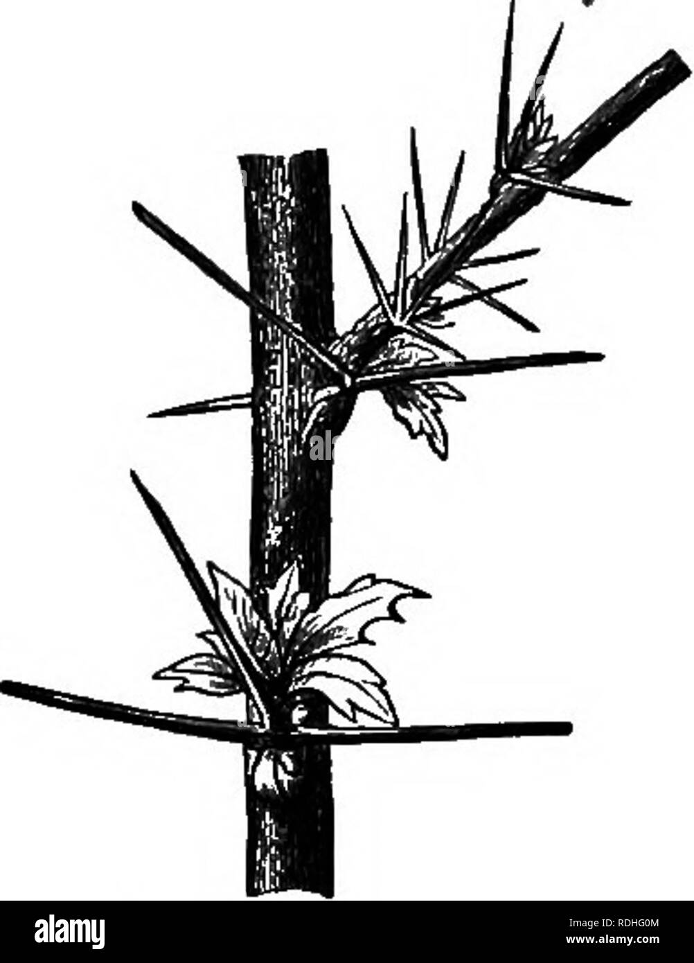 . Elements of botany. Botany; Botany. Via. 187. —Thorn Leaves of ...