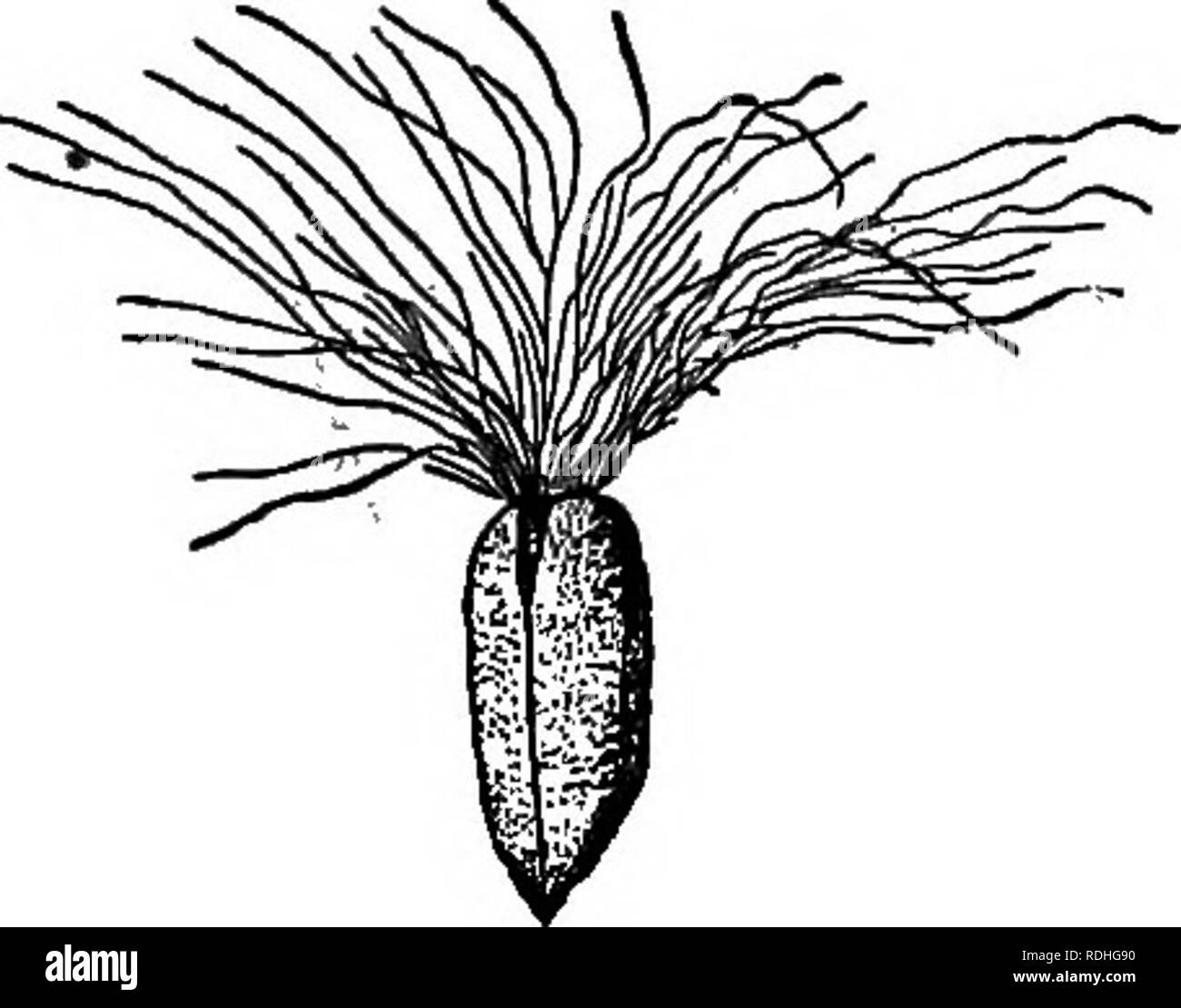 . Elements of botany. Botany; Botany. n Pig. 175. — Seeds with Tufts of Hair. I, milkweed ; II, willow-Herb. much used for pickles, the hooks are exceedingly strong. Cockleburs can hardly be removed from the tails of horses and cattle, into which they have become matted, without cutting out all the hairs to which they are fastened.. Please note that these images are extracted from scanned page images that may have been digitally enhanced for readability - coloration and appearance of these illustrations may not perfectly resemble the original work.. Bergen, Joseph Y. (Joseph Young), 1851-1917. Stock Photo