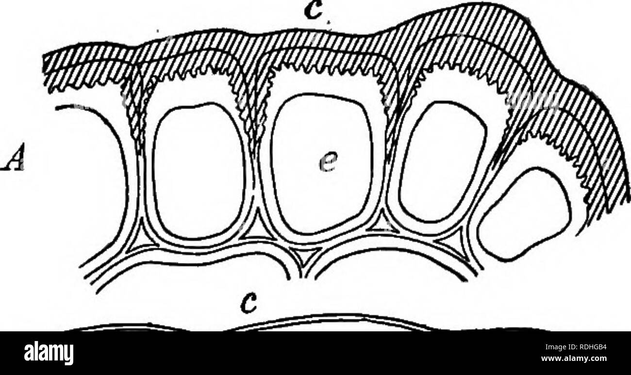 . Foundations of botany. Botany; Botany. MINUTE STRUCTURE OF LEAVES 157 to soak through it with ease. Merely examining sections of the various kinds of epidermis will not give nearly as good an idea of their properties as can be obtained by studying the behavior during severe droughts of plants which have strongly cutinized surfaces and of those which have not. Fig. 121, however, may convey some, notion of the difference between the two kinds of structure. In most cases, as in the india- rubber tree, the ex- ternal epidermal cells (and often two or three layers of cells beneath these) are =^:: Stock Photo