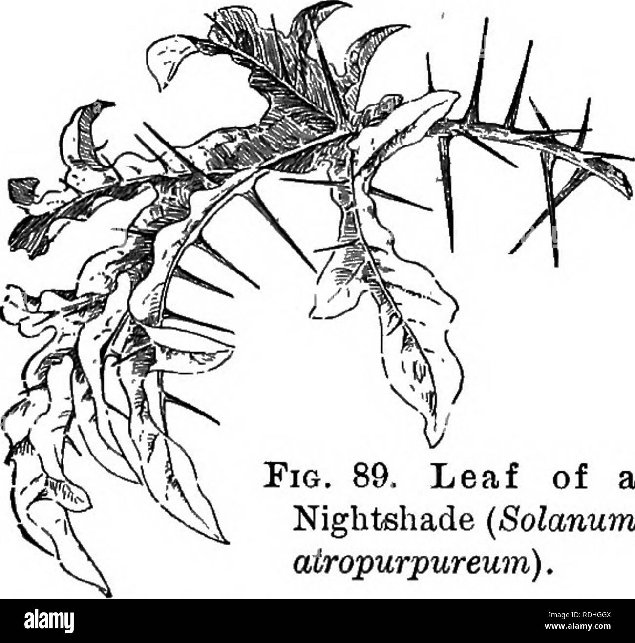 point leafs soft thorns vegtable idenifycation point leafs soft thorns vegtable idenifycation