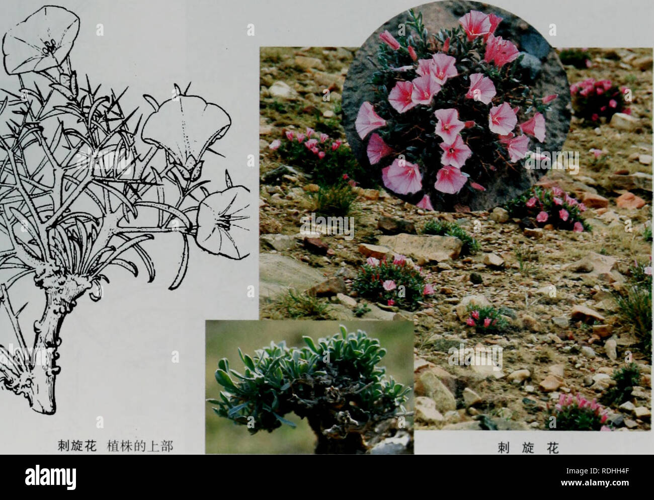 E Er Duo Si Zhi Wu Zhi Botany E Cªae 4 Aºaee Convolvulus Tragacanthoides Turcz A Aae Aee A Aec A Acae I E 5 15cmi A Ae ªe Aee C E Cº Ae Aaa Eaaei Eºae Aa C Aa Aea A 597 A Please Note That These Images Are Extracted From Scanned Page Images