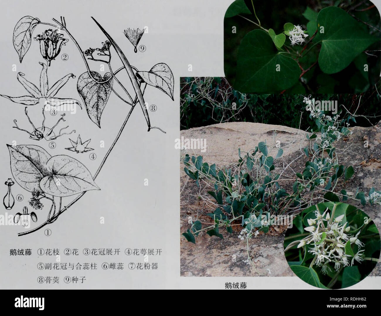 E Er Duo Si Zhi Wu Zhi Botany E Cº E A E Aea E A E A A A A E E A A A A E A A Aeae A Eea E C A A C E A C A E Cµ E 5 Please Note That These Images Are Extracted From Scanned Page Images That May