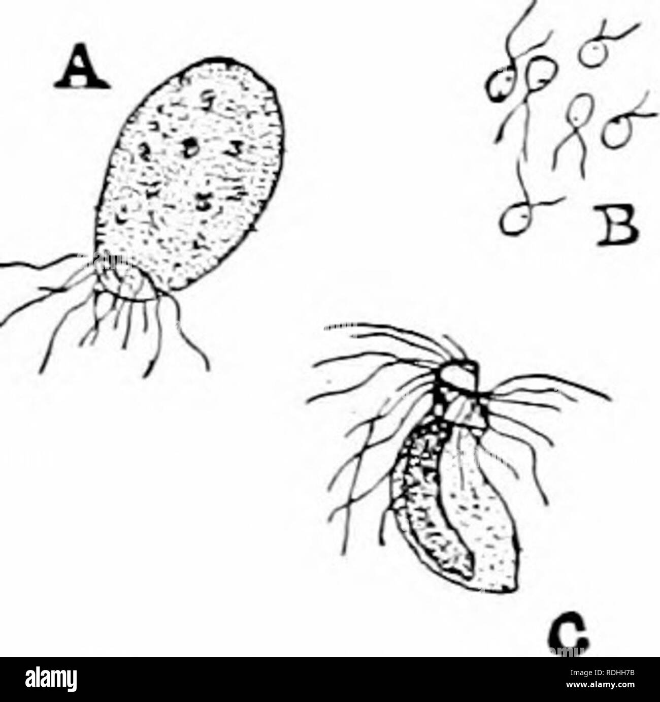 . Plant studies; an elementary botany. Botany. of the moss-iil;ints is still more true of the fern-plants; while among tlie seed-])lants certain spores {pol- len grains) are conspiieuous (see Fig. ll(J), bnt the eggs can be ob- served only by special manipulation in the laboratory. Seeds are neither sjiorcs nor eggs, but ])eculiar repro- ductive bodies Avhich the hidden egg has helped to produce. 73. Germination. — Spores and eggs are expected to germinate ; that is, to begin the development of a ]iew ])lant. This germination needs certain external conditions, prominent among which are defi- n Stock Photo