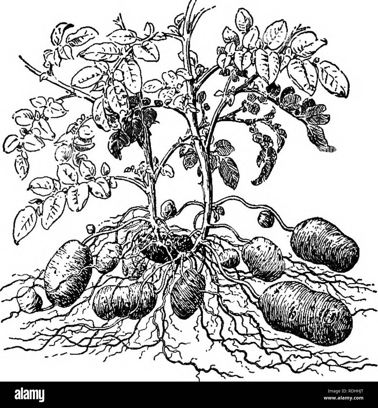 . Essentials of botany. Botany; Botany. 60 ESSENTIALS OF BOTANY. Fig. 33. Part of a Potato Plant. The daik tuber in the middle is the one from which the plant has grown.. Please note that these images are extracted from scanned page images that may have been digitally enhanced for readability - coloration and appearance of these illustrations may not perfectly resemble the original work.. Bergen, Joseph Y. (Joseph Young), 1851-1917. Boston, Ginn Stock Photo