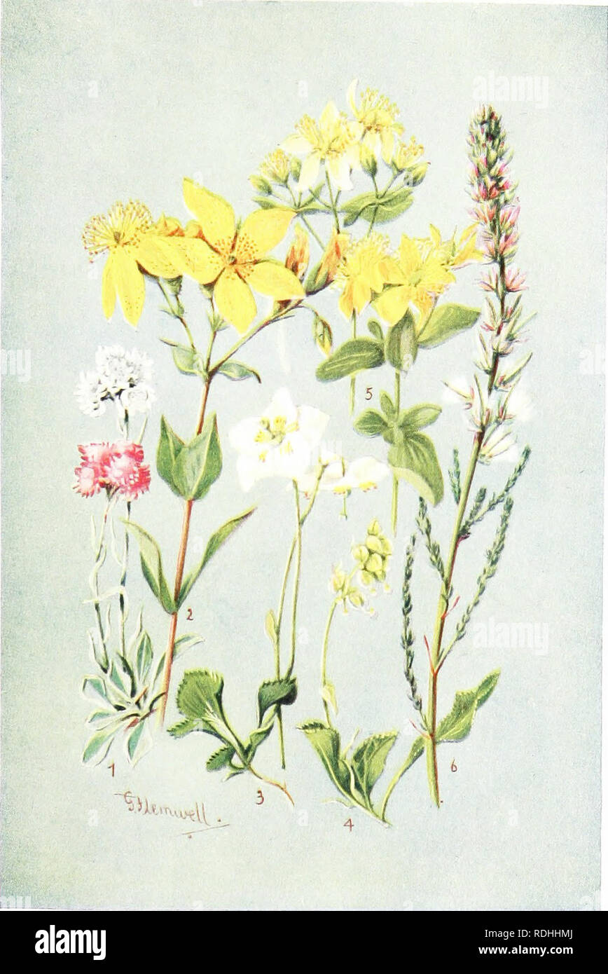 . Sub-alpine plants : or, flowers of the Swiss woods and meadows . Mountain plants; Botany; Botany. Plate Xfll. 4'7 NATUKAI. sizir. I ANTENNARIA DIOICA. 3. PYROLA UNIFLORA. =. HYI'IORICUM jMACULATU.M. •^. &gt;n'l'KRI(llM RICHl-.kl. 4. l'YROL- SECUNHA. 6. MVklCARl.V GER.MA.MCA.. Please note that these images are extracted from scanned page images that may have been digitally enhanced for readability - coloration and appearance of these illustrations may not perfectly resemble the original work.. Thompson, Harold Stuart, 1870-. [London] : G. Routledge &amp; Sons ; New York : E. P. Dutton &amp;  Stock Photo