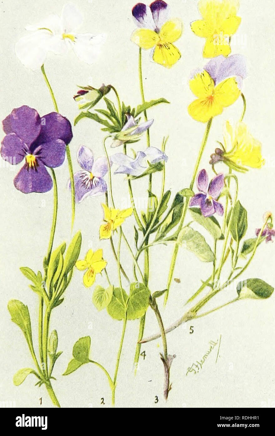 . Sub-alpine plants : or, flowers of the Swiss woods and meadows . Mountain plants; Botany; Botany. Pr.ATE VII. I VIOLA f'AI.C'ARA'JA I,. â ^. . I'lll.ORA L. t -. ALPKSTRIS (DC.) WITTR. 4 7 NATUIJAL .^rZlS. 3. . MONTANA L. 5. V. SYI.VAI'IC.V Fl.!lj.;.s. Please note that these images are extracted from scanned page images that may have been digitally enhanced for readability - coloration and appearance of these illustrations may not perfectly resemble the original work.. Thompson, Harold Stuart, 1870-. [London] : G. Routledge &amp; Sons ; New York : E. P. Dutton &amp; Co. Stock Photo