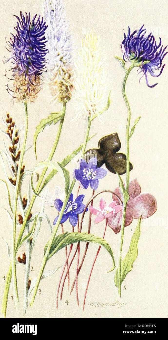 . Sub-alpine plants : or, flowers of the Swiss woods and meadows . Mountain plants; Botany; Botany. Plate IV. 4/7 NATURAL SIZR. I I'HYTEUMA BETONICIFOI.IUM. z. GNAPHAI.IU.M S-l,V TirUM. 3, PHV'J'EIIMA SPIf'A'rUM. 4. ANK.MONK HEI'A'IKA. 5, J'l-n'TKUMA OKIllCUI.AKE.. Please note that these images are extracted from scanned page images that may have been digitally enhanced for readability - coloration and appearance of these illustrations may not perfectly resemble the original work.. Thompson, Harold Stuart, 1870-. [London] : G. Routledge &amp; Sons ; New York : E. P. Dutton &amp; Co. Stock Photo
