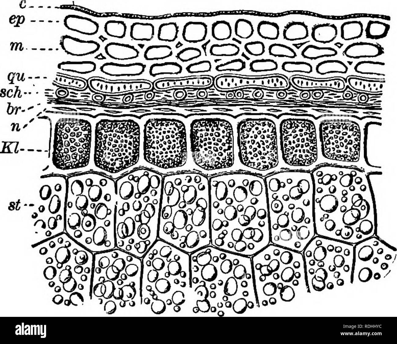 . Essentials of botany. Botany; Botany. STORAGE OF FOOD IN THE SEED 17 the same relation to the plant of which it is a part that one cell of a honeycomb does to the whole comb. Cells are of all shapes and sizes, from little spheres a ten-thou- sandth of an inch or less in diameter to slender tubes, such as fibers of cotton, several inches long. To get an idea of the appearance of some rather large cells, scrape a little pulp from a ripe, mealy apple, and examine it first. Fig. 8. Section through Exterior Part of a Grahi of Wheat. c, cuticle or outer layer of bran; ep, epidermis; m, layer benea Stock Photo