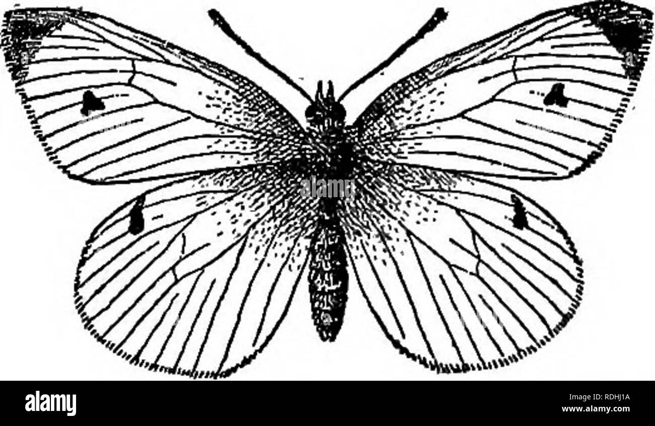 . Injurious and useful insects; an introduction to the study of economic entomology. Insects; Beneficial insects; Insect pests. wings are very similar in the first two, but the green-veined species has greenish veins on the under side of the hind wings. The larvae can be distinguished without much difficulty. That of the large species is yellow, spotted with black; that of the small cabbage white is green, spotted with black and yellow; while the larva of the green-veined species is green all over, except for the reddish spiracles, and a yellow border which surrounds each one. The eggs of the Stock Photo