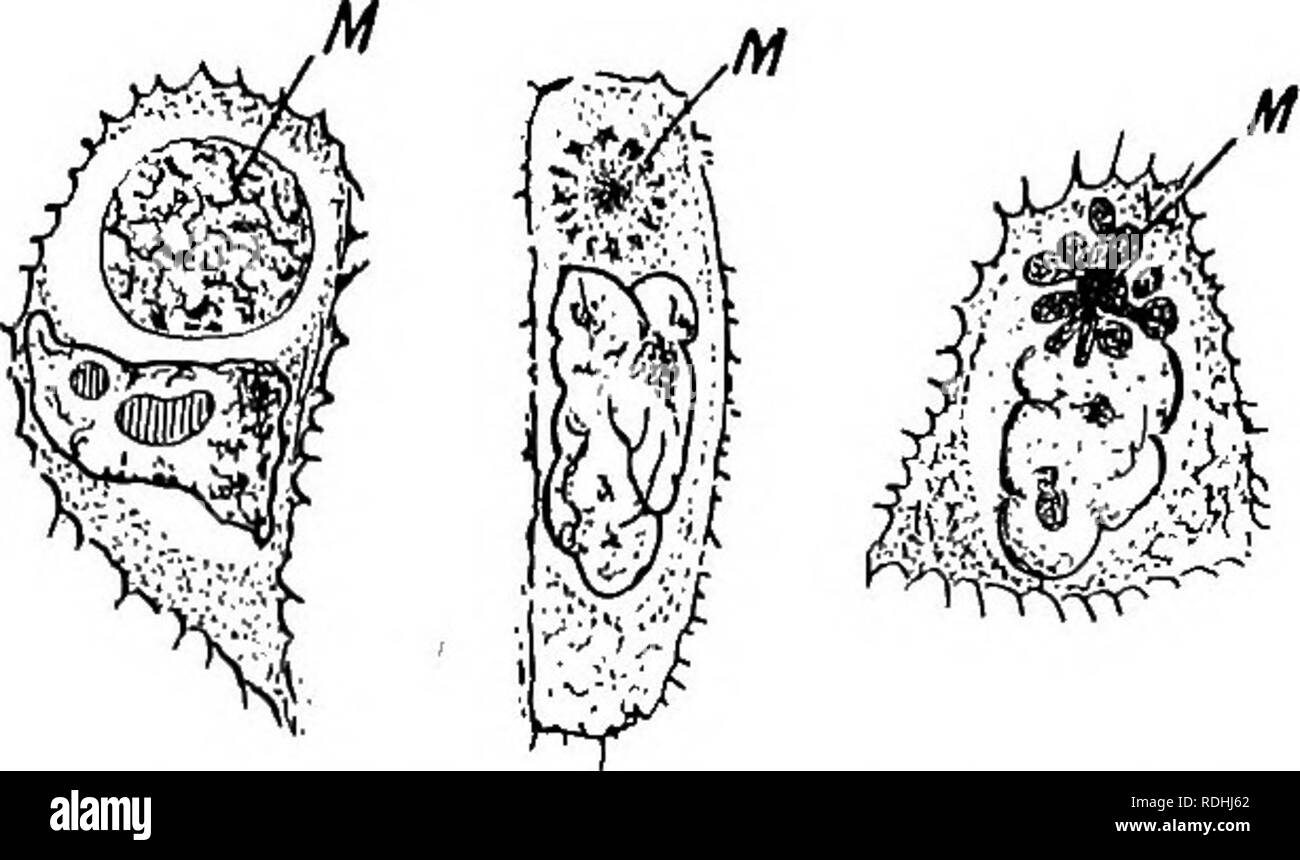 . Microbes &amp; toxins. Bacteriology; Toxins; Antitoxins. 156 MICROBES AND TOXINS. Fig. 62.—Mallory bodies; the hypothetical microbe of scarlatina under different aspects. (After Calkins.) Borrel has discovered in the cells of molluscum contagiosum minute corpuscles very equal in size and distinct from the nucleus, from the chromatin and from the protoplasm: they are small enough to pass through filters, and sufficiently abundant and resistant to physical influences, as temperature and drying, to explain the powerful nature of the contagium in these diseases. This may perhaps be the type of m Stock Photo