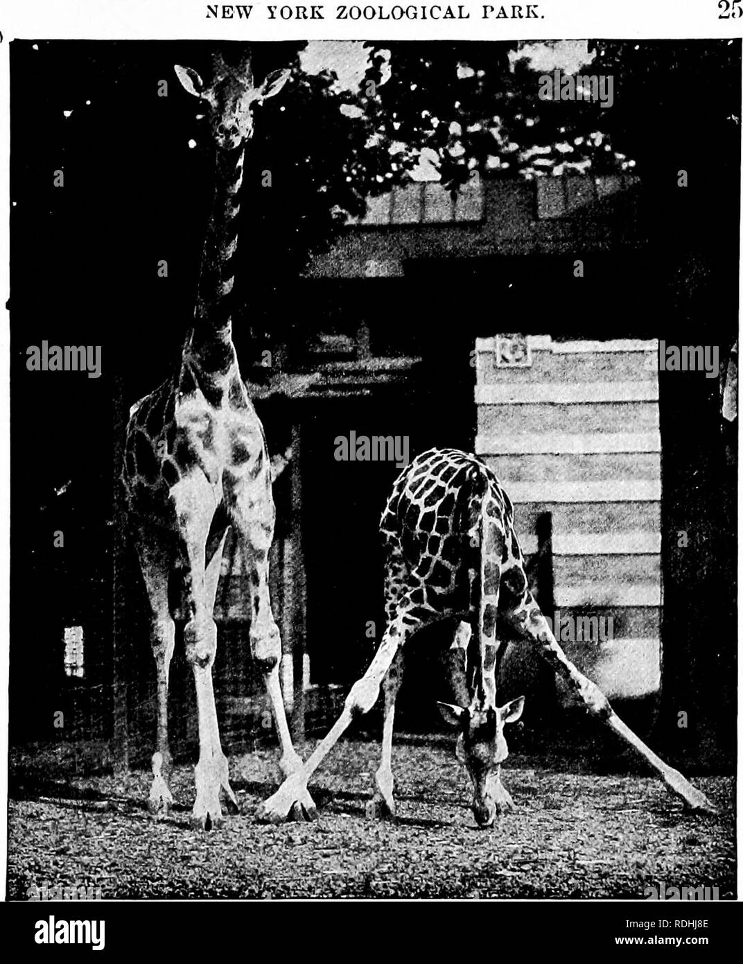 . Popular official guide to the New York Zoological Park . Zoos; Zoo animals. NEW i'ORK ZOOLOGICAL PARK.. N0BIAN GIRAFFES. ing to it rank as a separate species, because of its inter- gradation with the Nubian form, {camelopardalis). Judging from all evidence now available, it seems that the Giraffes of to-day represent the midway stage of an effort to develop several species from the parent stock, the Three-Horned Giraffe, which is the species here rep- resented. The existing forms, including all species and sub- species, intergrade and run together in a manner that is fairly bewildering; but  Stock Photo