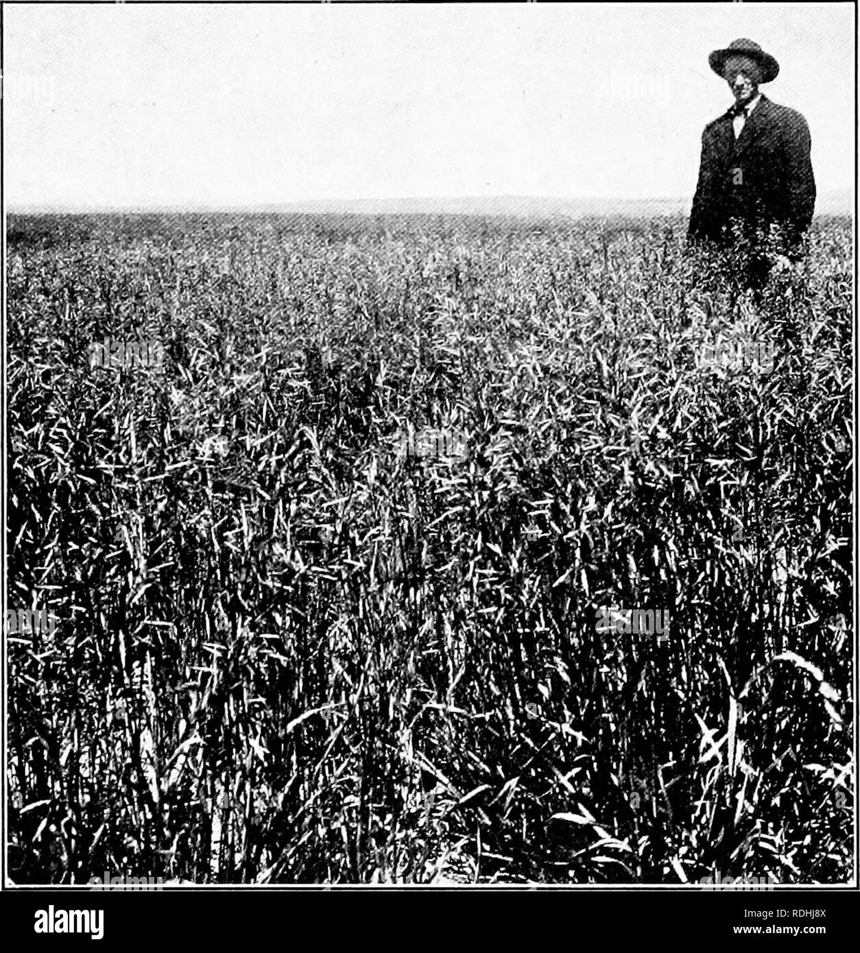 . Dry-farming; a system of agriculture for countries under a low rainfall. Dry farming. 270 DRY-FABMING soil containing 70 per cent of water, it was only 5.2 per cent. Carleton, in a study of analyses of the. Fig. 64. Dry-farm Brome-grass. Montana, 1908. Yield, 1.4 tons per acre. same varieties of wheat grown in humid and semi- arid districts of the United States, found that the percentage of protein in wheat from the semiarid area was 14.4 per cent as against 11.94 per cent in the. Please note that these images are extracted from scanned page images that may have been digitally enhanced for r Stock Photo