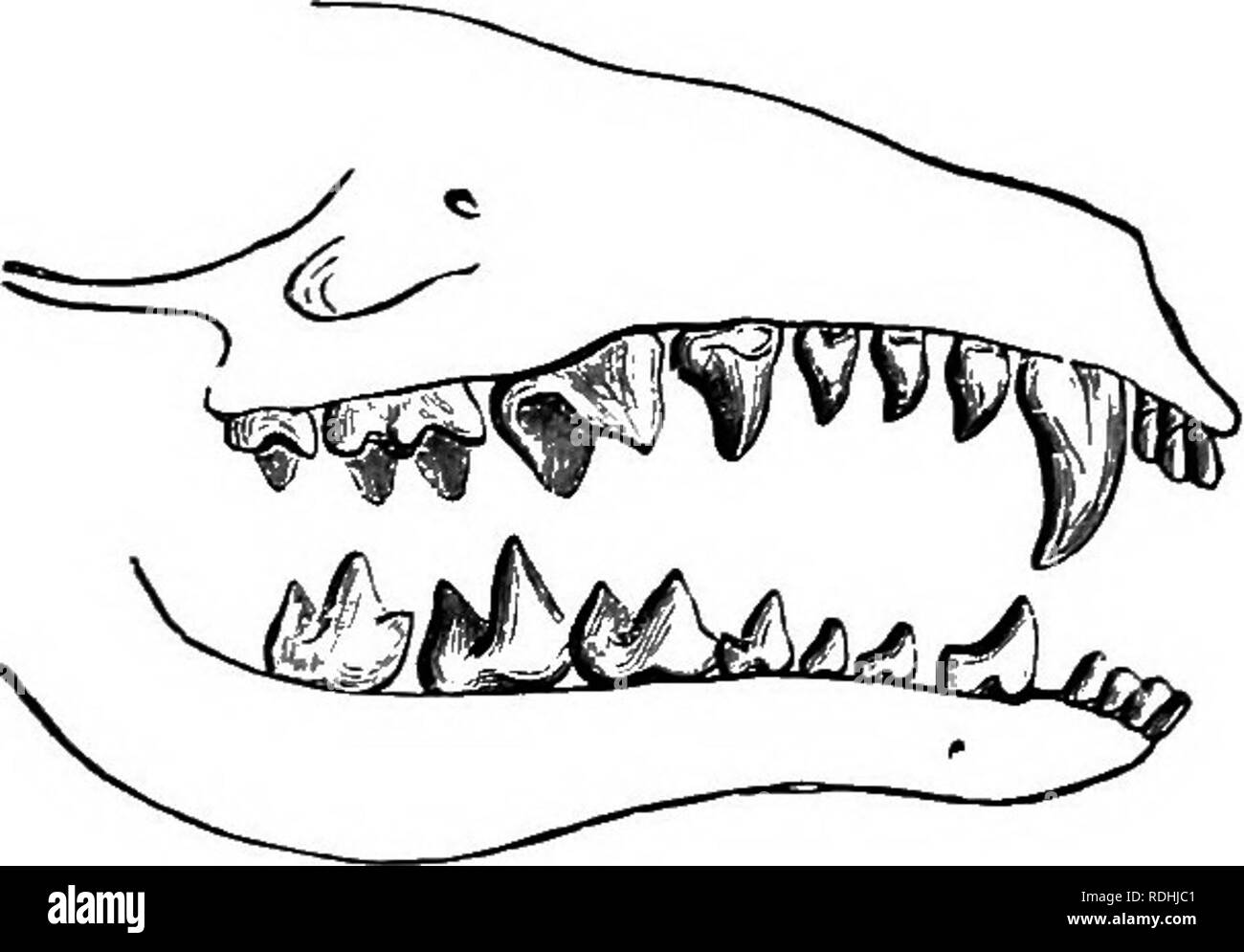 Chisel like teeth Black and White Stock Photos & Images Alamy