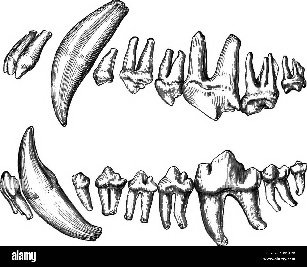 Корень зуба клык. Моляры премоляры резцы клыки кошки. Зубы животных анатомия. Зубы собаки анатомия.