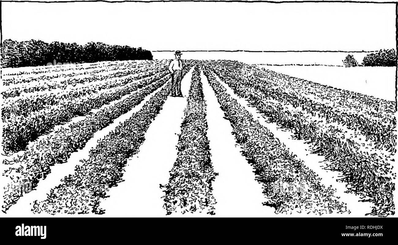 Perennial crops Black and White Stock Photos & Images - Alamy