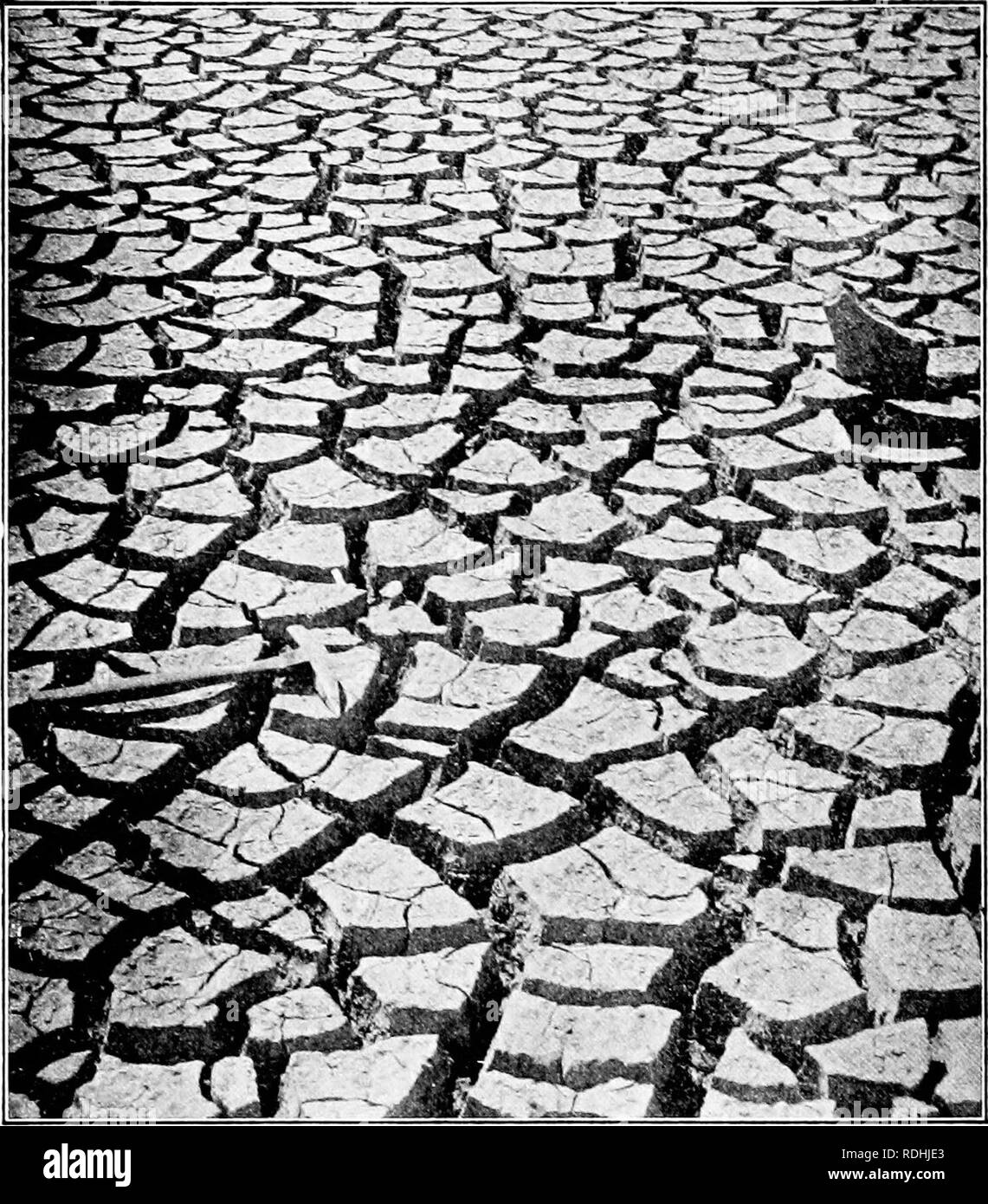 . Dry-farming; a system of agriculture for countries under a low rainfall. Dry farming. 142 DRY-FARMING. Fig. 33. Many soils check badly. The cracks cause a loss of soil mois- ture. Arid soils (this picture represents a heavy clay as depicted by Lyon and Fippin) often crack extensively. Cultivation wUl prevent the loss of soil-moisture. almost wholly at the surface. Yet it is well known that evaporation from the soil surface may continue until the soil-moisture to a depth of eight or ten. Please note that these images are extracted from scanned page images that may have been digitally enhanced Stock Photo