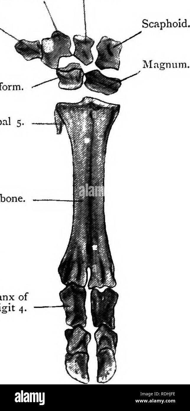 . Elementary text-book of zoology. Si6 CHORD AT A. condition of a simple jointed lever. Thus in each case the ulna and fibula tend to disappear, their remains or vestiges being seen along the border of the radius and tibia respec- tively. The carpal bones are reduced to six in each case, and the tarsals to five or six in the horse and to four in the ox. In addition, the two rows are firmly interlocked Fig- 354.—The Right Manus Fig. 355.—The Right Manus OF A Horse. (Ad nat.) of an Oxx^- (Adnat.) Anterior View X . Cuneiform. I.unare. Cuneiform. Lunare. Pisiform. Pisiform. TJnciform. Os Magnum T Stock Photo