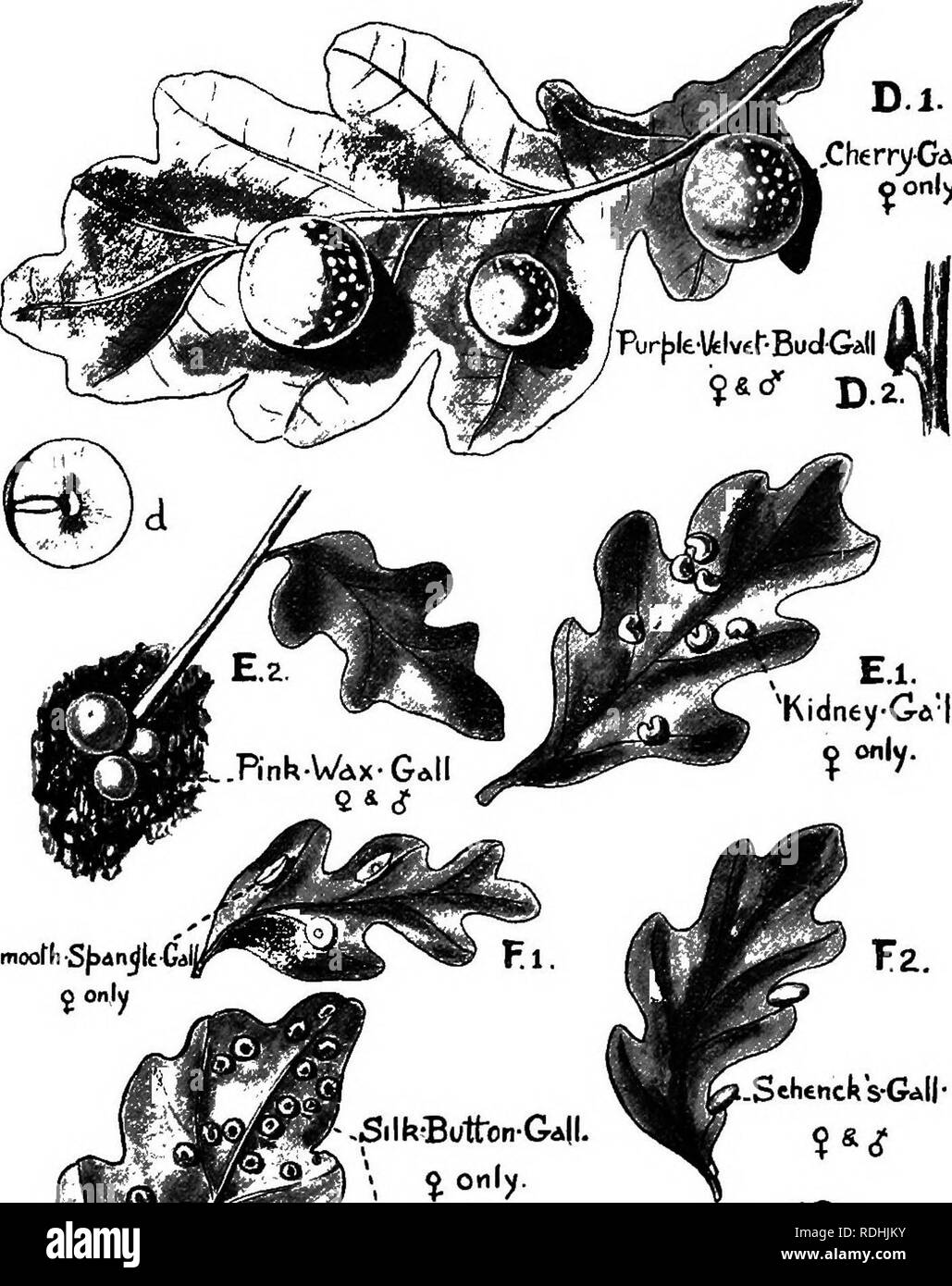 Directions To Work Please An Introduction To Zoology, With Directions For Practical Work  (Invertebrates). .Cherry-Gdii. O Only.. Smooth S^anjieo P Onjy. Please Note  That These Images Are Extracted From Scanned Page Images That May Have