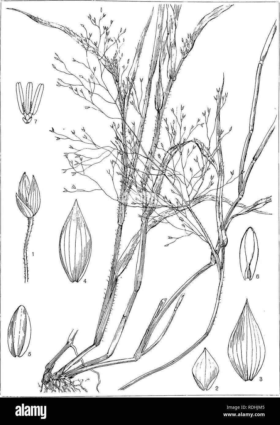 . Natal plants : Descriptions and figures of Natal indigenous plants, with notes on their distribution, economic value, native names, &amp;c., / by J. Medley Wood and Maurice S. Evans. Published under the auspices of Natal Government and Durban Botanic Society. Botany. PLATE 498. PANICUM CAPILLARE, linn.. Please note that these images are extracted from scanned page images that may have been digitally enhanced for readability - coloration and appearance of these illustrations may not perfectly resemble the original work.. Wood, John Medley, 1827-1914; Evans, Maurice S. (Maurice Smethurst), 185 Stock Photo