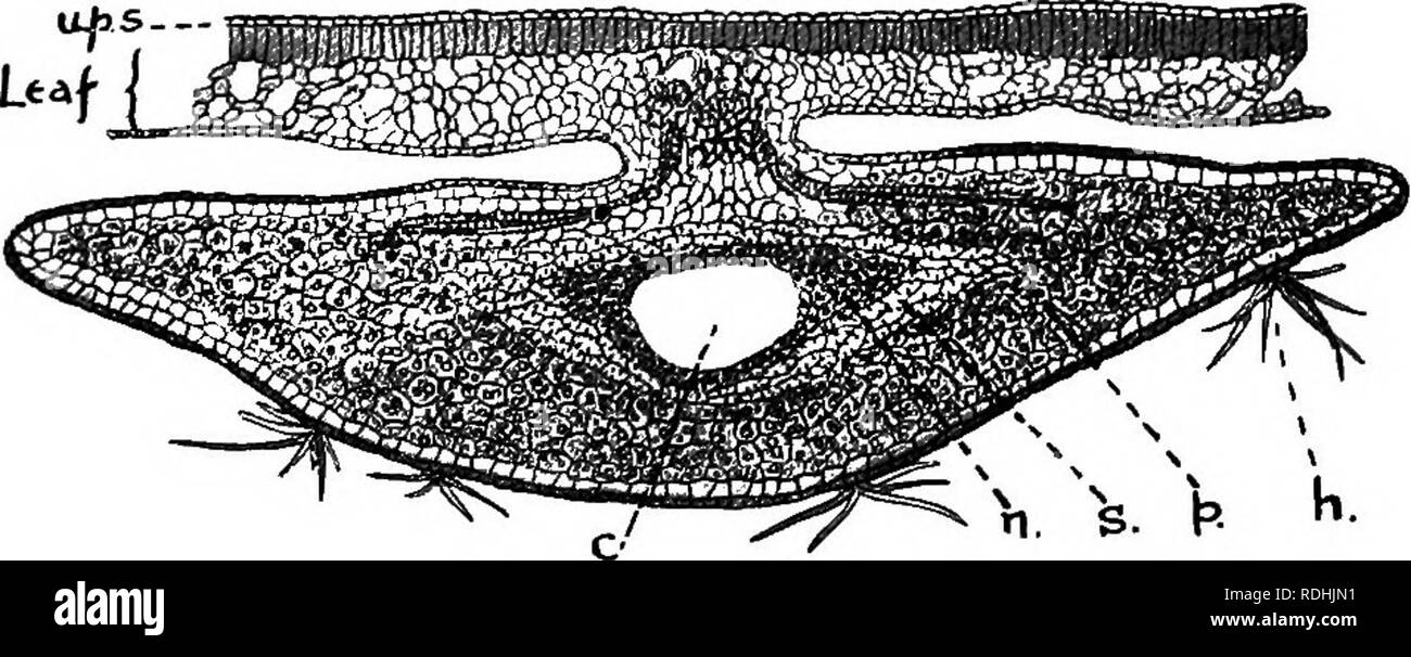 Larva in gall Black and White Stock Photos & Images Alamy