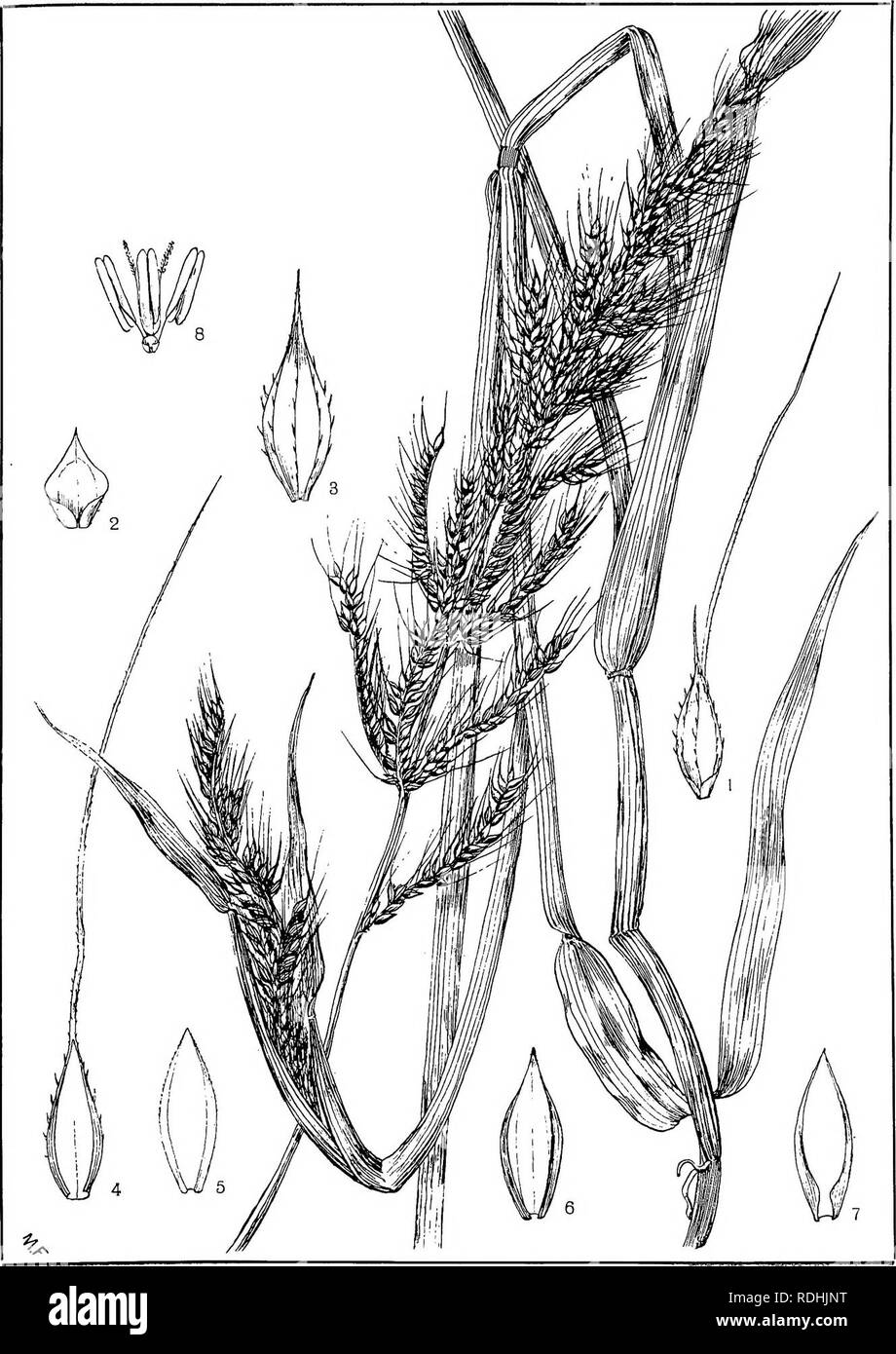 . Natal plants : Descriptions and figures of Natal indigenous plants, with notes on their distribution, economic value, native names, &amp;c., / by J. Medley Wood and Maurice S. Evans. Published under the auspices of Natal Government and Durban Botanic Society. Botany. PLATE 492.. PANICUM STAGNINUM, «o£/v.. Please note that these images are extracted from scanned page images that may have been digitally enhanced for readability - coloration and appearance of these illustrations may not perfectly resemble the original work.. Wood, John Medley, 1827-1914; Evans, Maurice S. (Maurice Smethurst), 1 Stock Photo