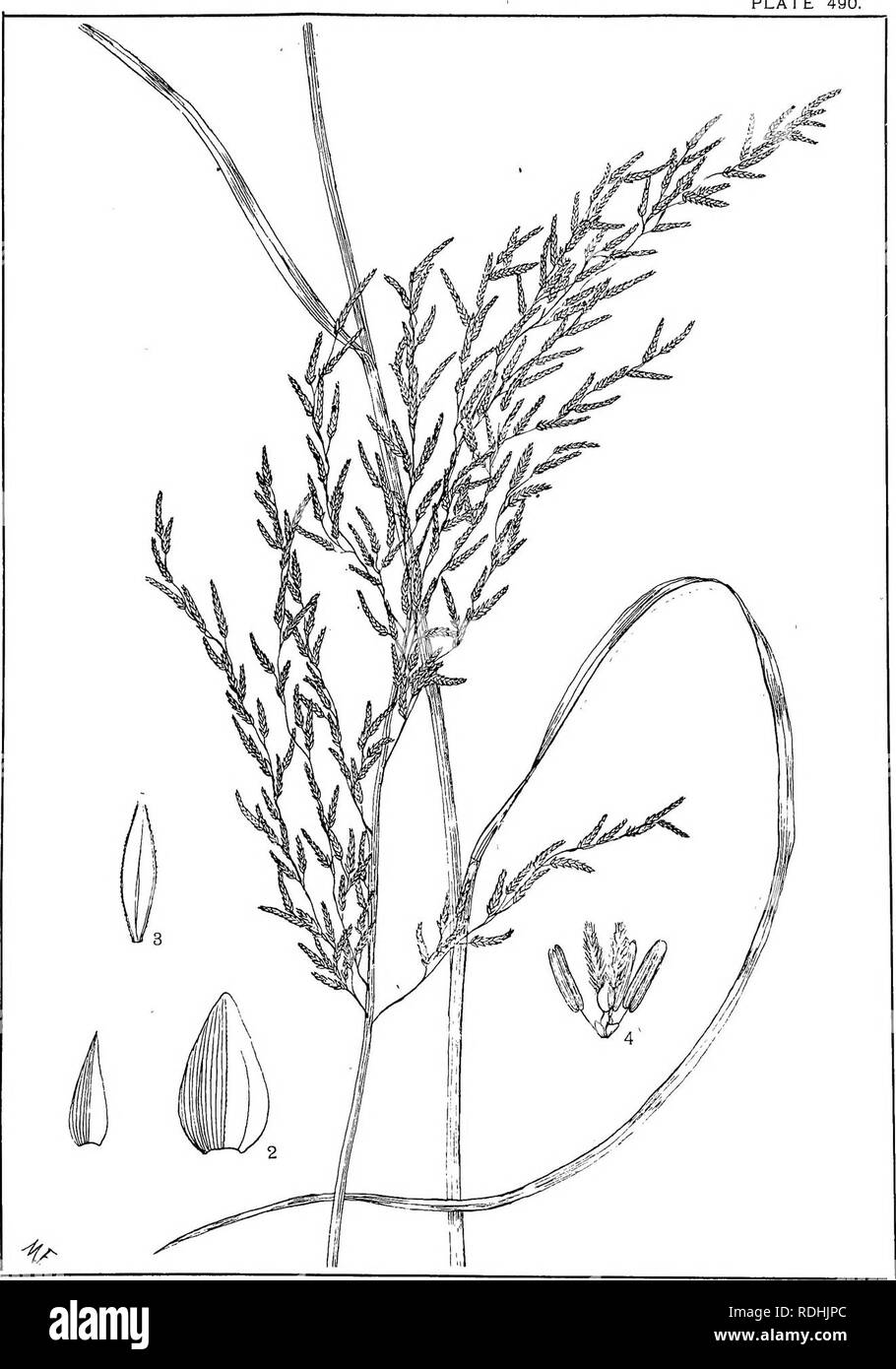 . Natal plants : Descriptions and figures of Natal indigenous plants, with notes on their distribution, economic value, native names, &amp;c., / by J. Medley Wood and Maurice S. Evans. Published under the auspices of Natal Government and Durban Botanic Society. Botany. PLATE 490.. ERAGROSTIS HETEROMERA, stapf.. Please note that these images are extracted from scanned page images that may have been digitally enhanced for readability - coloration and appearance of these illustrations may not perfectly resemble the original work.. Wood, John Medley, 1827-1914; Evans, Maurice S. (Maurice Smethurst Stock Photo