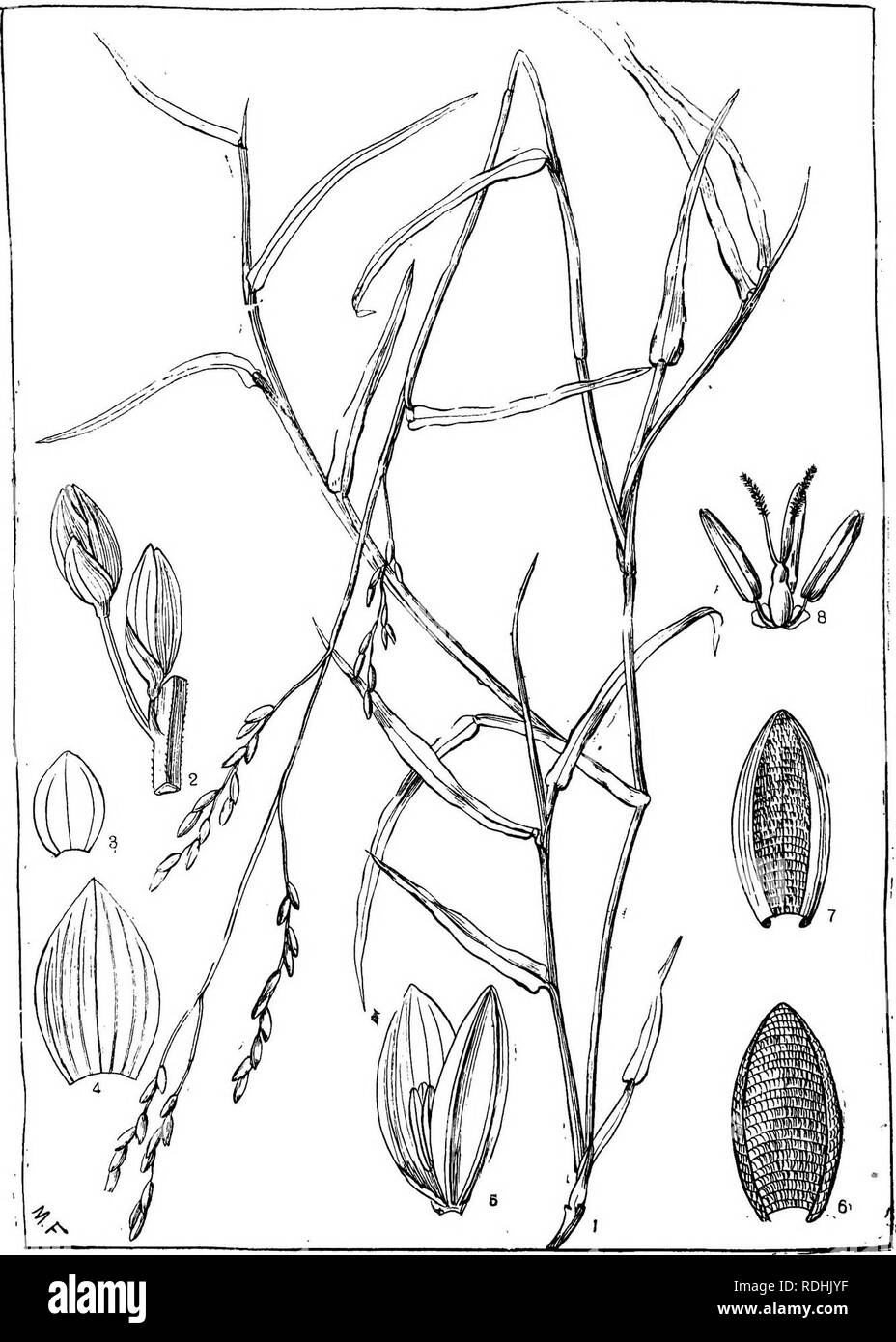 . Natal plants : Descriptions and figures of Natal indigenous plants, with notes on their distribution, economic value, native names, &amp;c., / by J. Medley Wood and Maurice S. Evans. Published under the auspices of Natal Government and Durban Botanic Society. Botany. PLATE 478,. PANICUM CHUSQUEOIDES, stapp. Please note that these images are extracted from scanned page images that may have been digitally enhanced for readability - coloration and appearance of these illustrations may not perfectly resemble the original work.. Wood, John Medley, 1827-1914; Evans, Maurice S. (Maurice Smethurst), Stock Photo