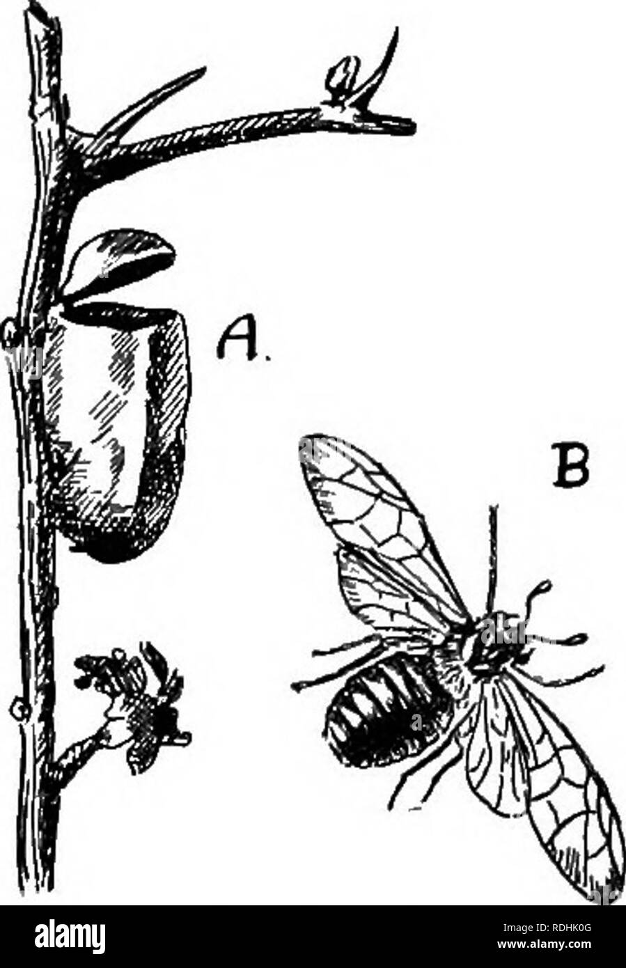 . An introduction to zoology, with directions for practical work (invertebrates). 432 INTRODUCTION TO ZOOLOGY Other forms equally injurious are the Currant ^S^-flieT^ Saw-fly {NemaUs ribesii) and the Gooseberry Saw- fly {N. veniricosus), forms which at times literally strip the bushes of their leaves. The Turnip Saw-fly (Jthalia spinarum) has small black larvae whicb do great damage to the leaves of turnip crops. Trichiosoma befuleti (Fig. 324) is a Saw-fly the larva of which feeds on the hawthorn in July and August; it is green with minute white spots, and on pupation it makes for itself a si Stock Photo