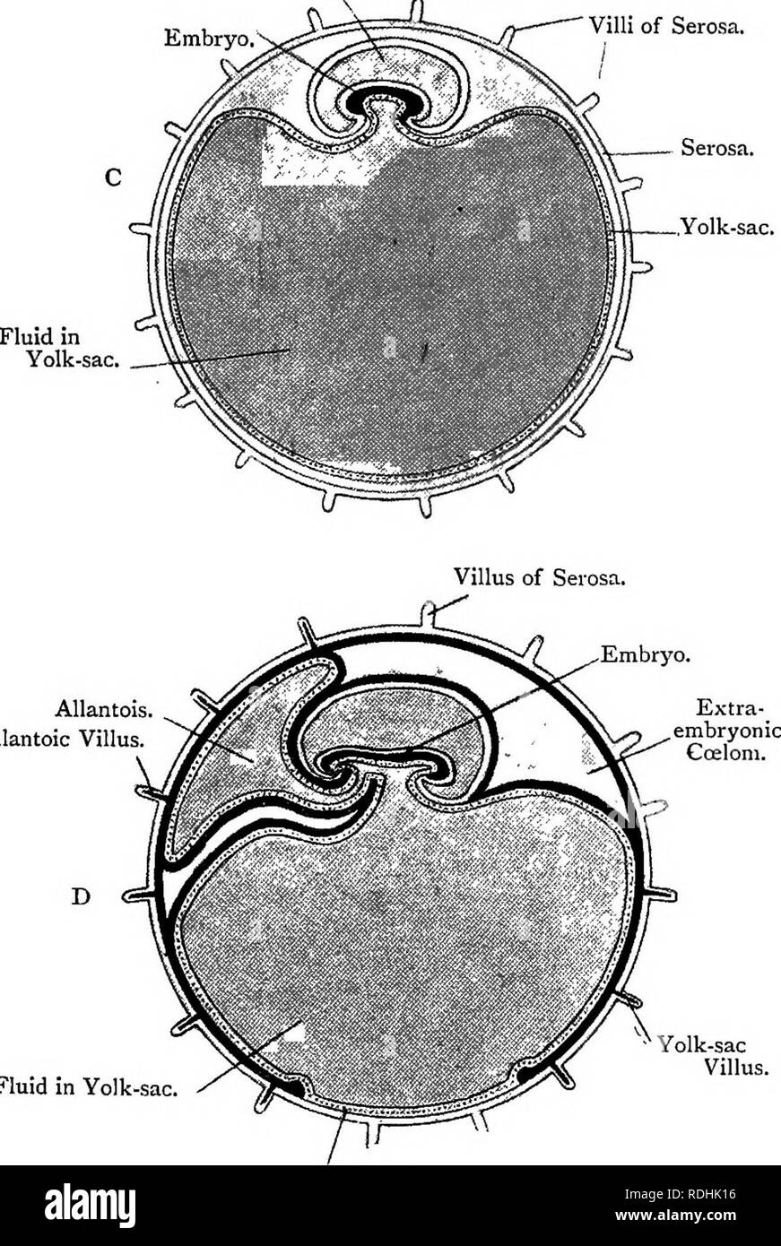 Elementary text-book of zoology. MAMMALIA. Amniotic Cavity. 479 Embryo,  Villi of Serosa.. Allantois, Allantoic Villus. Fluid in Yolk-sac, Yolk-sac  Villus. Prokalymma. Epiblast is white, Mesoblast black, Hypoblast dotted.  —the blastocyst becomes