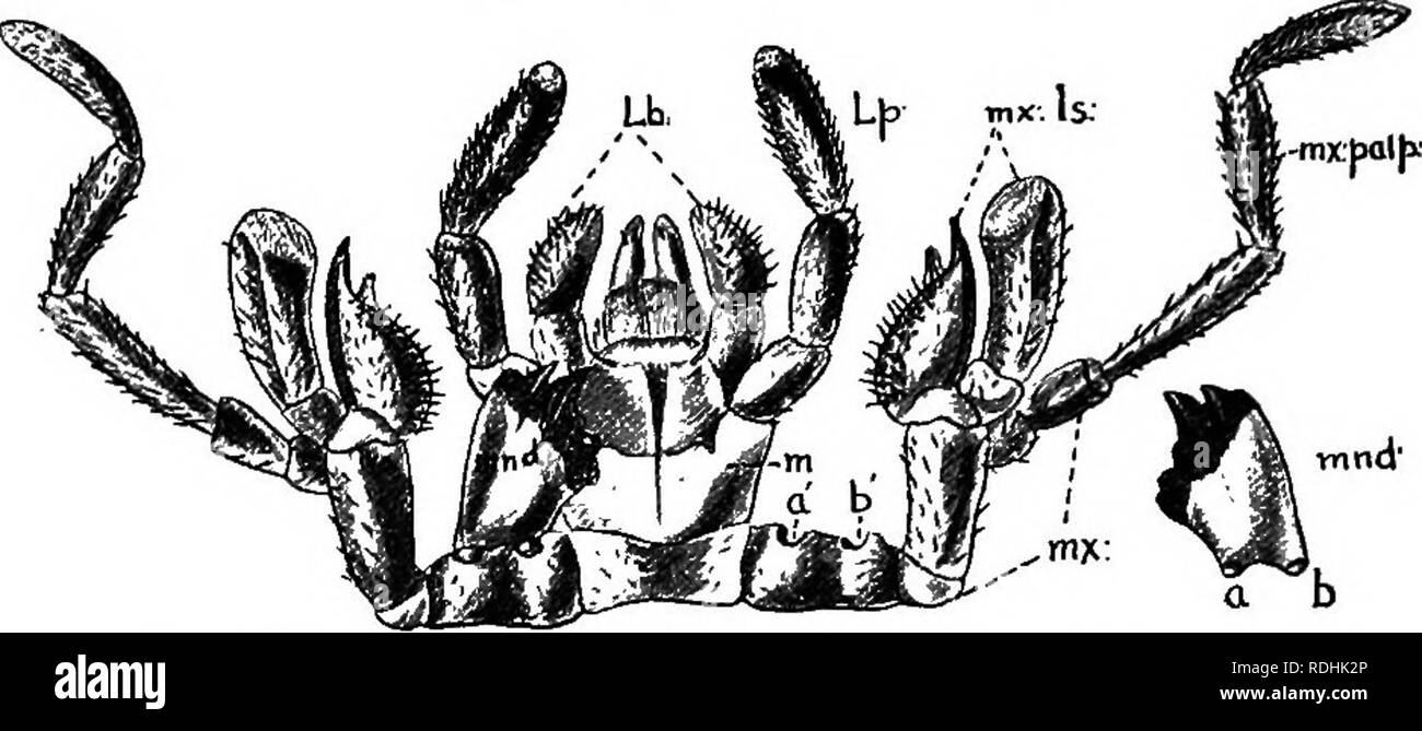 A)Sketch of a spider leg showing all segments: joints without