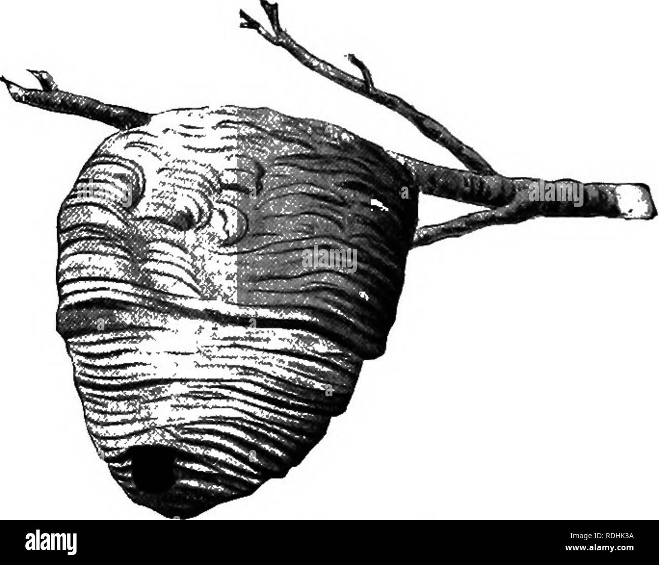 . A textbook in general zoology. Zoology. Fig. 137. — Yellow jacket