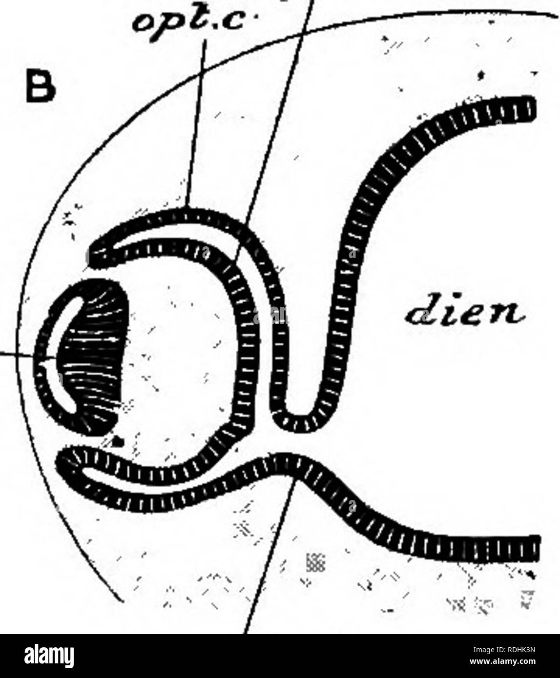 . An elementary course of practical zoology. Zoology. •—/•'J'. Opi.si Fig. 149.—Early (A) and later (B) stages in the development of the eye. dien, diencephalon; inv. I. invagination of ectoderm to form lens ; I. lens ; opt. c outer layer of optic cup ; o^t. d. inner layer ; opi. si. optic stalk ; opt. v. optic vesicle ; ph. pharynx ; pty. pituitary body. (From Parker and Haswell's Zoology altered from Marshall.) the internal nostrils (in air-breathing forms) being developed subsequently. The mode of development of the paired eye of vertebrates is peculiar and characteristic. At an early stage Stock Photo