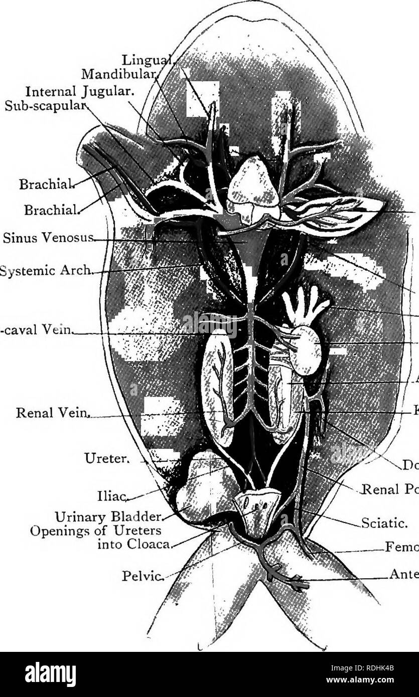 Veins and arteries of the urinary bladder Black and White Stock Photos
