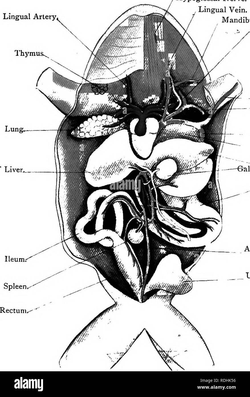 . Elementary text-book of zoology. Plate v.—Second Dissection of the Frog. {Ad nat.) Lingual Artery, I'hyraus^ Hypoglossal Nerve, Lingual Vein. Mandibular. Right Lobe of Liver... - /Internal Jugular, - Brachial Vein. -Sub-scapular.   Musculo- cutaneous. Ant. Wall of Pel visceral Cavit ^'-- - .Rt. Lobe of Liver, 6all-bladder. , Stomach (below i lies the Pancrea' and Bile-duct). Anterior Abdominal Vein.   Urinary Bladder. The ventral body wall is cut open by a median incision from chin to vent through the sternum.   The pectoral girdle is completely removed and the body wall pinned out. The mylo Stock Photo