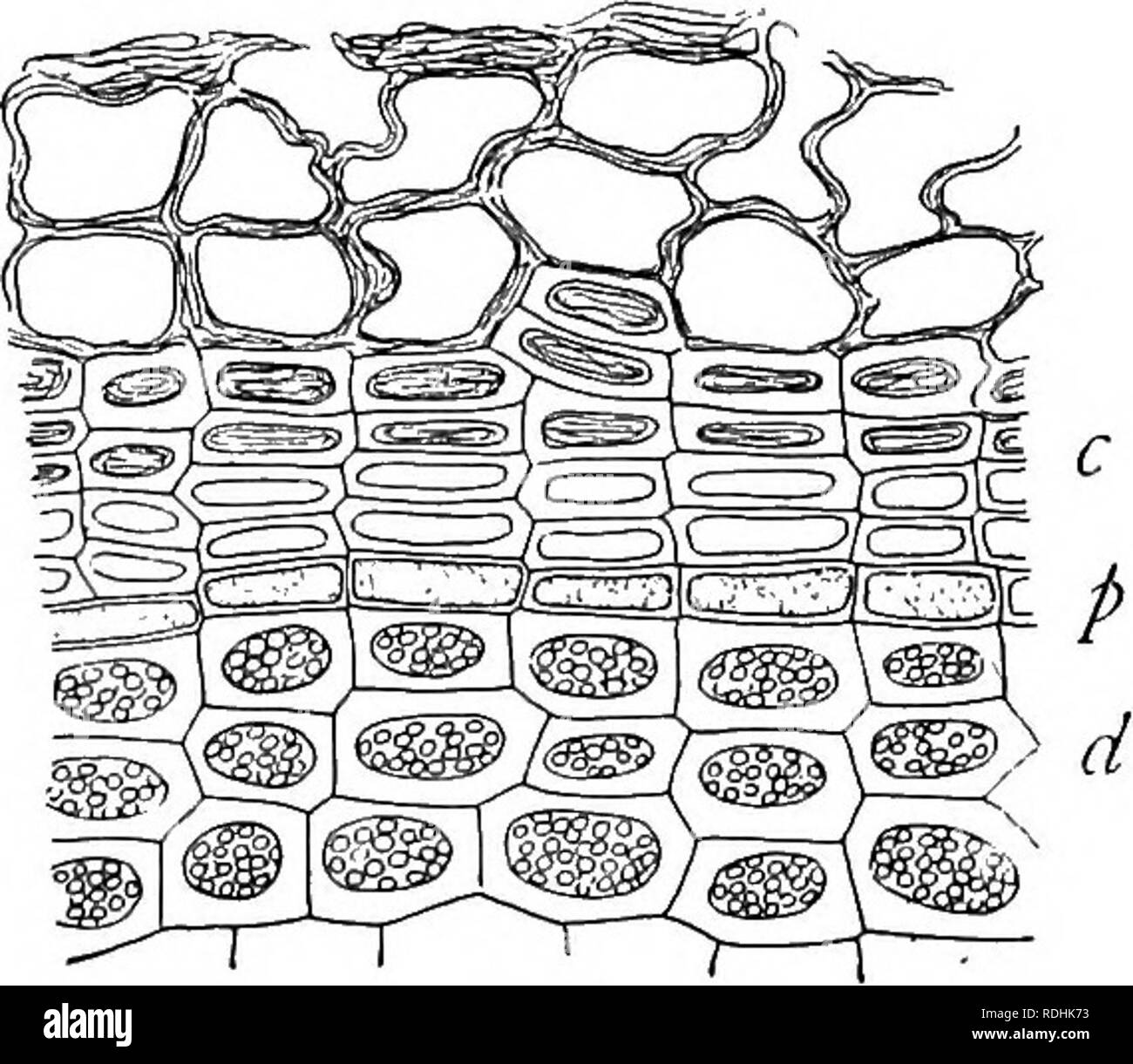 . A textbook of botany for colleges and universities ... Botany. 1032 1033 Figs. 1032, 1033. — 1032, a partial cross section of a stem of Jussiaea peruviana from a dry habitat, showing the development of cork tissue (c) underneath a stereome bundle of thick-walled cells (s); from Schenck; 1033, a cross section of the outer part of a bur oak twig (Quercus macrocarpa), showing the layers of the periderm; p, the phello- gen, from which cork (c) develops externally and phelloderm (d) internally; note that the phelloderm contains chloroplasts, that the cork layer is without air spaces, and that the Stock Photo