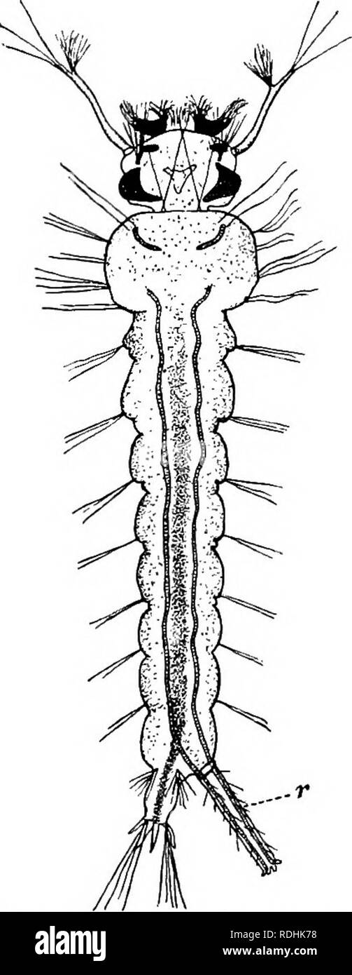. A textbook in general zoology. Zoology. 186 OTHER MEMBERS OF THE CLASS — INSECTA. Through this tube, they take in the air. They Uve in this manner for about a week and then change to pupse (Fig. 129). The pupae are also active, and they have the anterior end of their bodies greatly enlarged. They eat nothing, and in a few days their skins split open on the back, and the adult mos- quitoes (Fig. 130) come forth. In general, the mouth parts of flies are formed for sucking like those of the mosquitoes. Familiar members of this group are the horsefly (Fig. 131), the blowfly, house fly, gnats, mi Stock Photo
