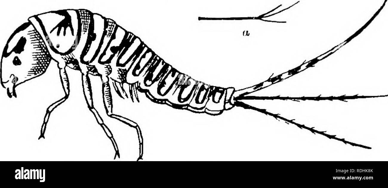 . An introduction to zoology, with directions for practical work ...