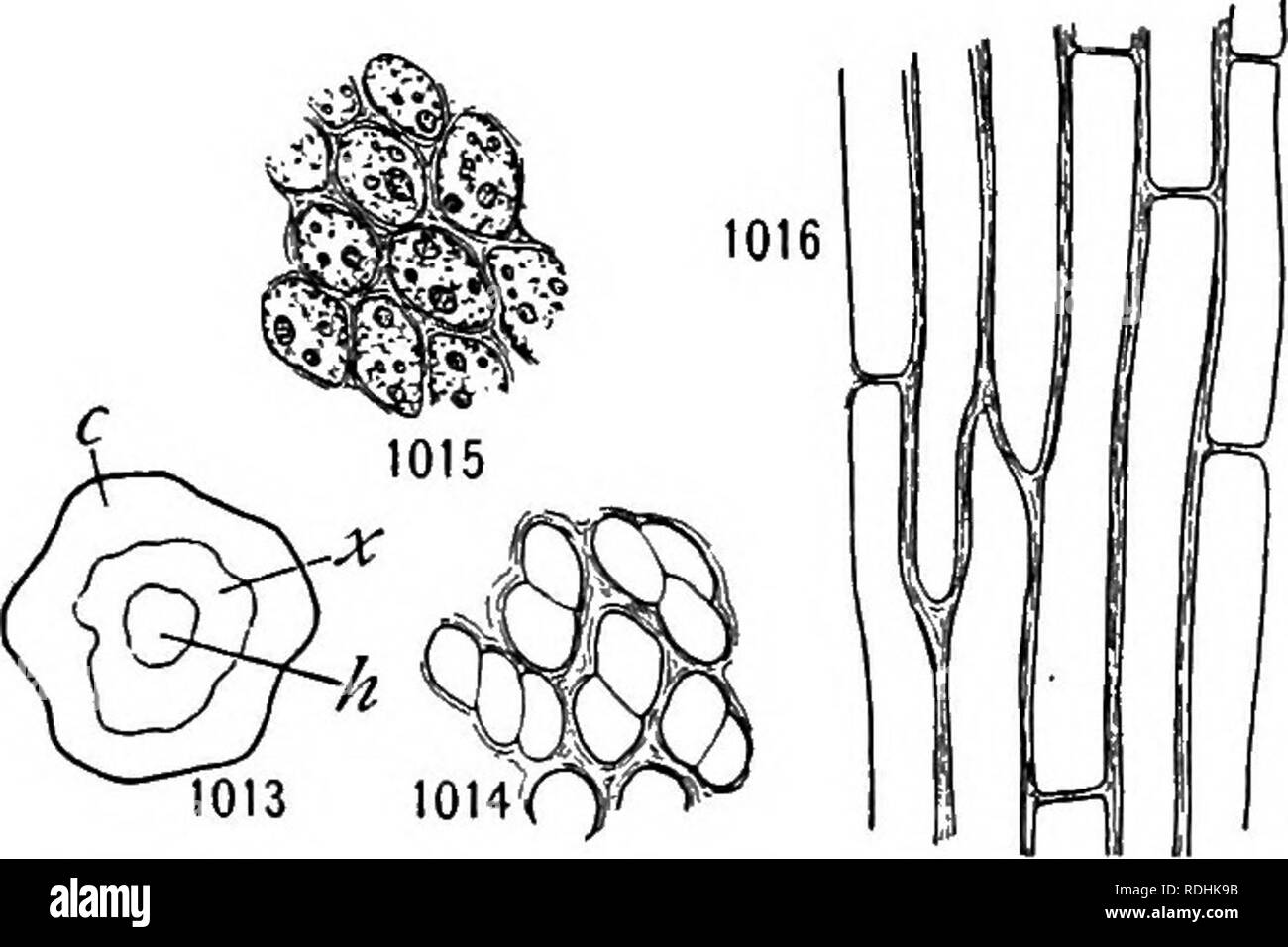 . A textbook of botany for colleges and universities ... Botany. 686 ECOLOGY. arrangement of the&quot; xylem &quot; and &quot; phloem,&quot; as in a triarch root. In the Polytri- qhaceae the leaf and stem bundles join, though they are not connected in most mosses. The bundle of Polyirichum certainly is more complex in structure than that of the simpler seed plants. The &quot; vascular bundles &quot; of algae and mosses doubtless have no genetic connection with the vascular bundles of higher plants, but they are of great interest as showing possible early steps in the differentiation of con- du Stock Photo