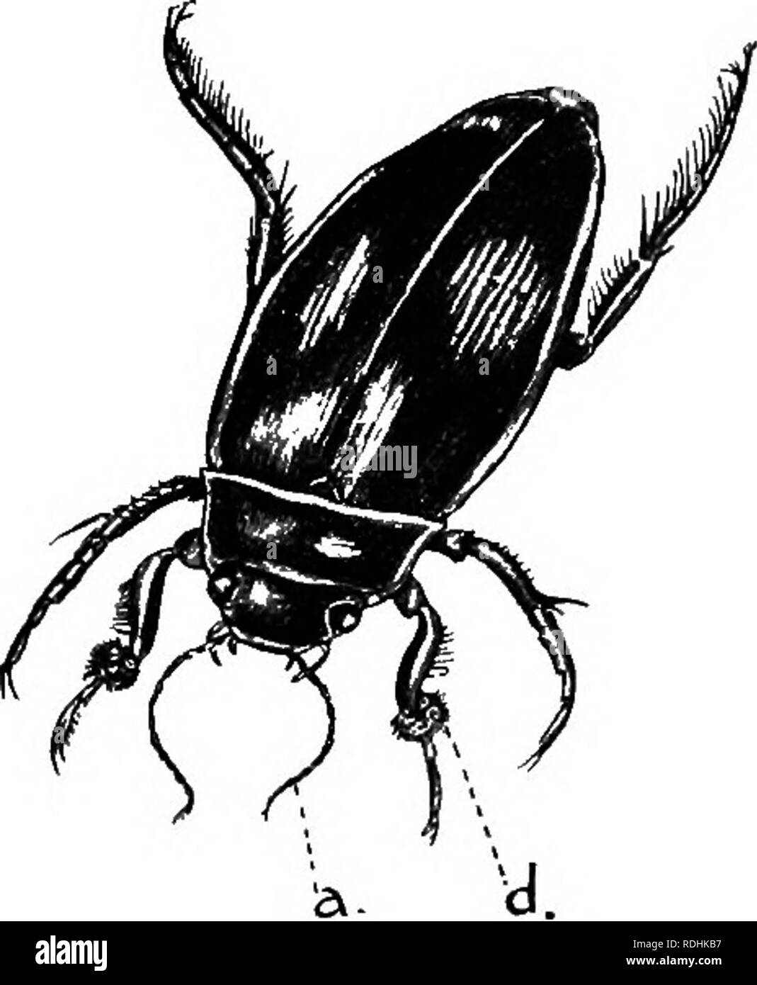 . An introduction to zoology, with directions for practical work (invertebrates). CHAP. XVII INSECT A: COLEOPTERA 243 a complete and great metamorphosis. The larva is some- times a legless grub, but often there are three pairs of small thoracic legs; the pupa is soft, with no hard protective pupal case; the organs of the imago show clearly through the thin pupal skin. This order is an enormous one numerically. It is reckoned that about 150,000 species are already known, and this number is constantly being added to  a little over one-fiftieth of these are British. On the whole,beetles are not  Stock Photo