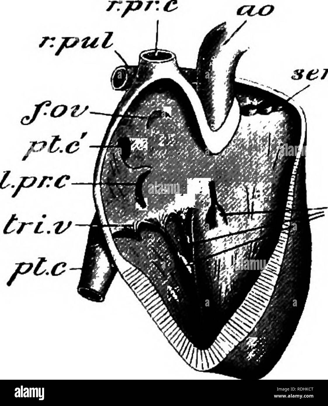 . An elementary course of practical zoology. Zoology. HEART 50s {m. pap): these serve to prevent the valves from being pushed into the auricles when the ventricles contract. The right ventricle narrows towards its base, on the ventral side of the heart, to form a conical prolongation from which arises the pulmonary artery (Figs. 125 and 130, p.a), its aperture being guarded by three pocket-like, semi- lunar valves (Fig. 129, sem. v): the aperture of the aorta from sem.t/ m..pa,. /'«/' KiG. 120.—Heart of (he rabbit, seen from the right side, the walls of the right auricle ana right ventricle pa Stock Photo
